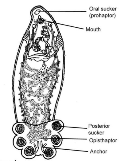 <p>Parasitaire platwormen, 1 zuignap</p>