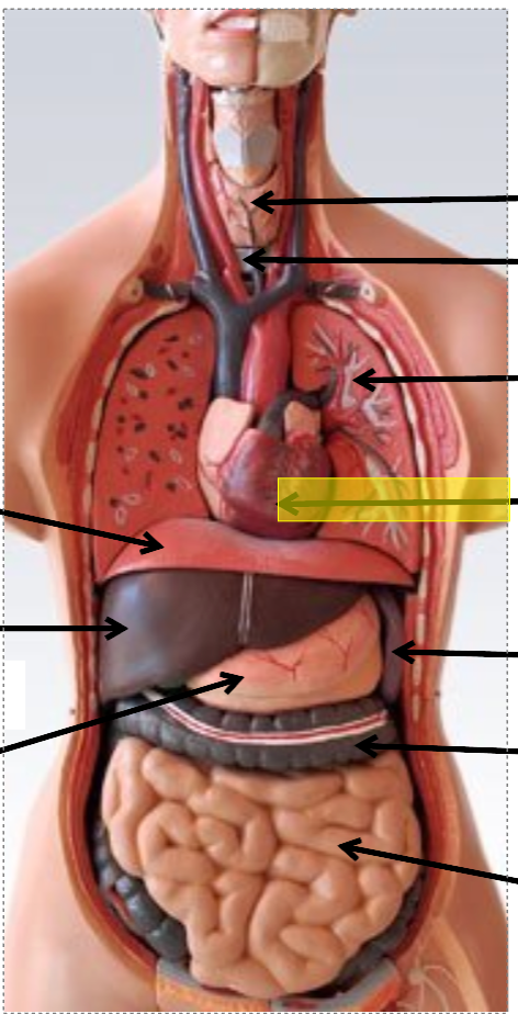 <p>identify the body cavity</p>