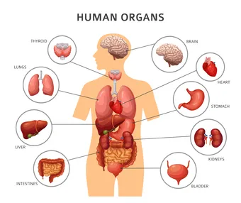 <p>Organ</p>