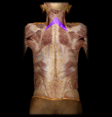 <p>dorsal scapular nerve</p>
