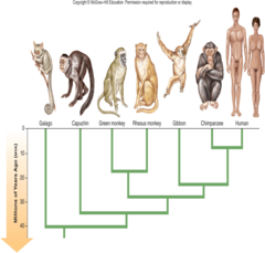 <p>Consider the above phylogenetic tree. Which of the following species are most closely related?</p><p>A. gibbon and green monkey</p><p>B. gibbon and capuchin</p><p>C. green monkey and capuchin</p><p>D. galago and capuchin</p>