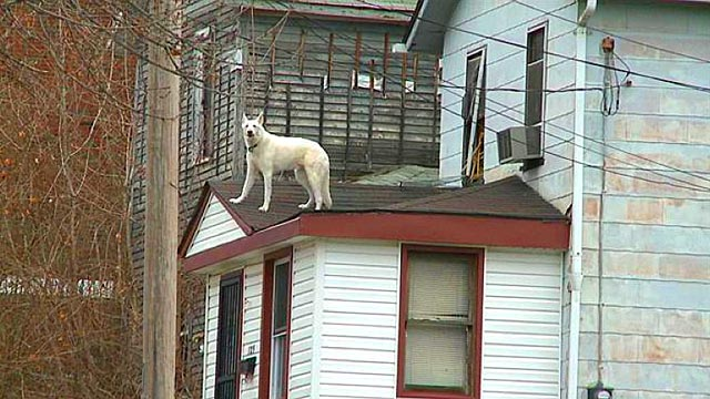 <p>The dog is ___ the roof</p>