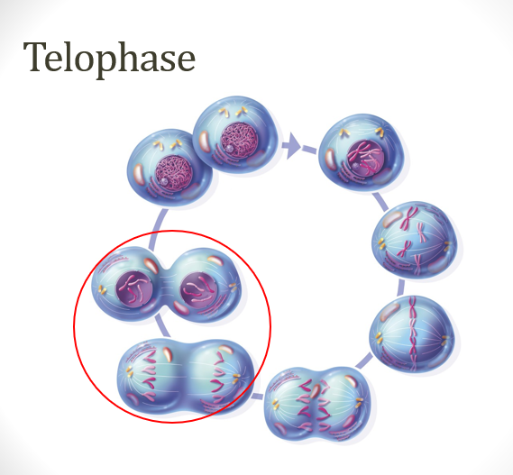 <p>chromosomes at <strong>opposite </strong>ends of cell</p><p>chromosomes <strong>un</strong>-<strong>condense </strong>to form <strong>chromatin</strong></p><p>nuclear <strong>envelope </strong>and <strong>nucleolus reappears</strong></p>