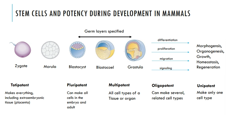 <ul><li><p>stem cells become more determined and specific, with <strong>decreasing potency </strong>through development</p></li><li><p>the totipotent and pluripotent stem cells are lost and <strong>replaced </strong>by multipotent, <strong>organ-specific </strong>stem cells, that are retained throughout the rest of the organisms life</p></li></ul><p></p><ul><li><p>embryonic stem cells have three states of readiness to differentiate: naive → formative → primed</p></li></ul><p></p>