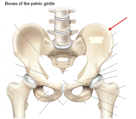 <p>Hip Bone</p>