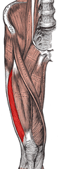 <p>patella via Quadriceps Femoris tendon</p>