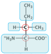 <p>essential; non-polar; hydrophobic amino acid; two gamma carbons, another “branched” side chain, two chiral carbons</p><p></p><p>I</p>