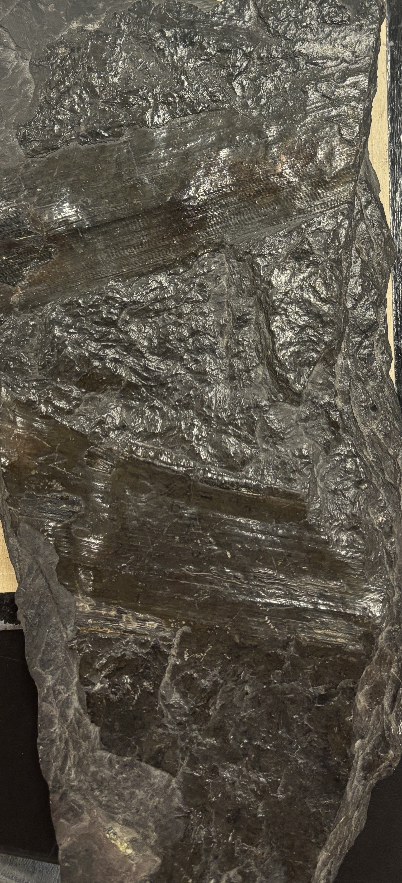 <p>gymnosperm, ancestor to pine tree</p>