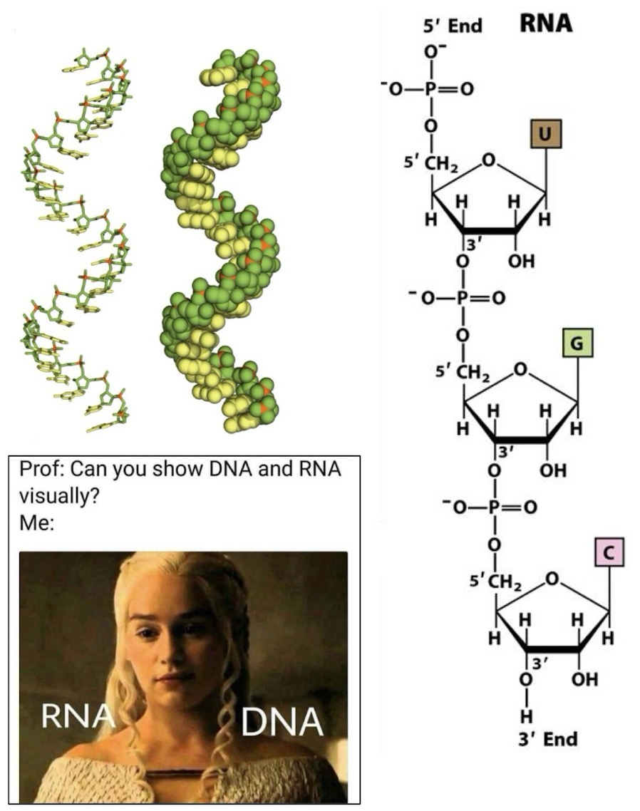 <p><strong>RNA (ribonucleic acid)</strong>: Usually a linear, single-stranded polynucleotide chain</p><p>Contains a ribose sugar-phosphate backbone; <strong>uracil (U)</strong> instead of<strong> thymine (T)</strong>; still reads <strong>5’ → 3’</strong></p><p>Still helical due to base-stacking interactions</p><p>RNA can pair with complementary RNA/DNA; resembles <strong>A-DNA</strong>; still antiparallel; <strong>G-U base pairing</strong> can occur when RNA base pairs with itself or another RNA molecule</p>