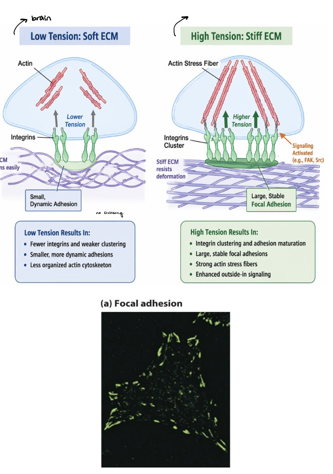<p>T/F: Adhesion structure <em>reflects the mechanical environment</em> of the cell (why the external environment is so critical for cell health and function) </p>