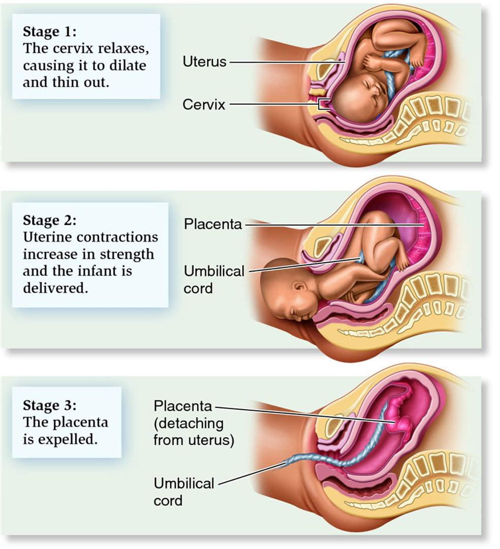 <p><span style="font-family: "Tw Cen MT Condensed";">Characteristics of the newborn</span></p>