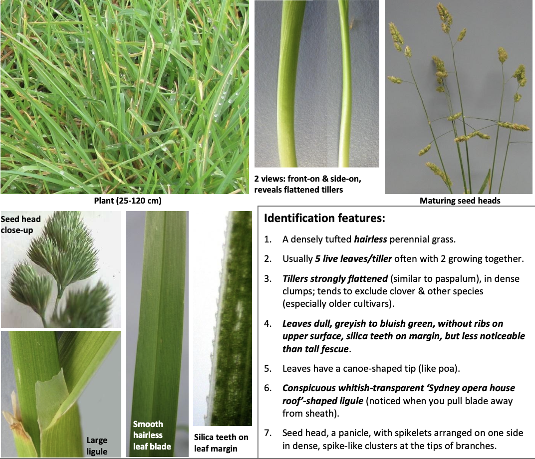 <p><strong>Plant family:</strong> Poaceae<br><strong>Life cycle:</strong> Perennial<br><strong>Key persistence/spread:</strong> Dense tillering; crown buds; seed<br><strong>Farming systems:</strong> Sheep and beef; hill country; lower fertility soils</p><p><strong> How to identify</strong></p><p>Grows in distinct tufted clumps, often excluding other species over time. The tillers are strongly flattened, which can be seen by slicing the base of the plant.</p><p>Leaves are dull blue‑green, not shiny, and lack ribbing. The leaf tips are often canoe‑shaped, similar to Poa species.</p><p>The ligule is very large, white, and membranous, often described as resembling the Sydney Opera House roof — this is one of the most diagnostic features and should always be checked.</p><p>Seed heads are panicles with clustered spikelets arranged on one side of branches.</p><p>Often confused with tall fescue or prairie grass but differs by flattened tillers, dull colour, large ligule, and clump growth form.</p>