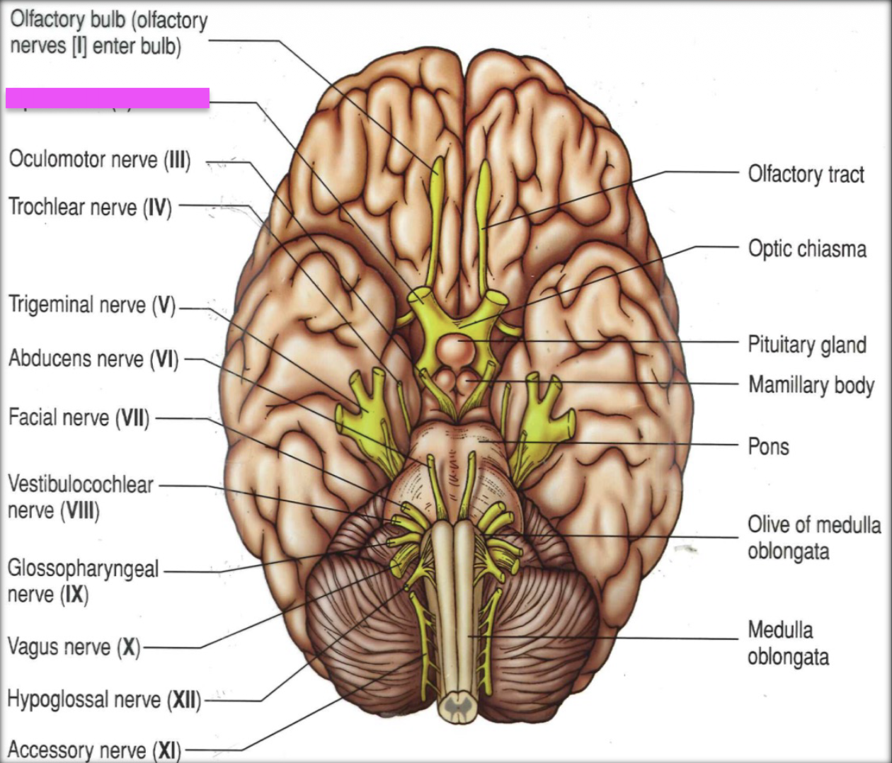 knowt flashcard image