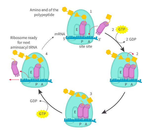 <ul><li><p>initiation, elongation, termination</p></li></ul><p></p><ul><li><p>Begins with a new tRNA binding at the A site</p><ul><li><p>tRNA has a specific AA that matches the second codon on mRNA</p></li></ul></li><li><p>the large ribosomal subunit catalyzes a reaction to make a peptide bond between the new AA and the AA held by previous tRNA in P site</p></li><li><p>Ribosome translates along mRNA, one codon at a time</p></li><li><p>the tRNA that was in P site moves to E site and exits</p></li><li><p>tRNA in A site moves to P site, making A site available</p></li></ul><p></p><ul><li><p>essentially, it allows the formation of a polypeptide chain</p></li><li><p>since the ribosomal subunits hold mRNA and tRNA together so AA can be connected by peptide bonds</p></li></ul><p></p>