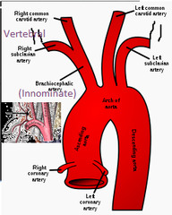 <p>- right subclavian artery </p><p>- right common carotid artery</p>