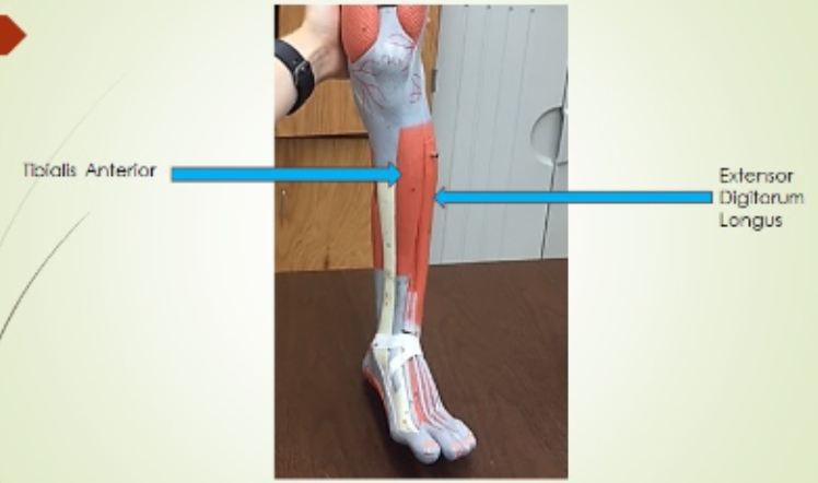 <p><span style="background-color: transparent; font-family: "Times New Roman", serif;">Extensor Digitorum Longus, Tibialis Anterior</span></p>