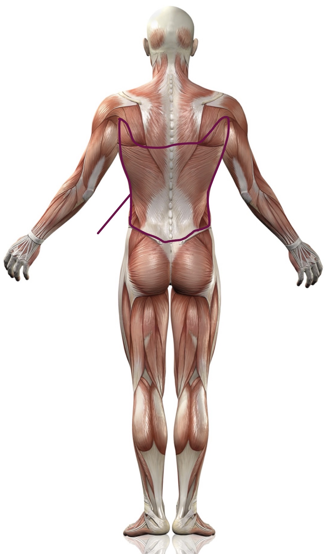<p><strong>Name the following muscle</strong></p>