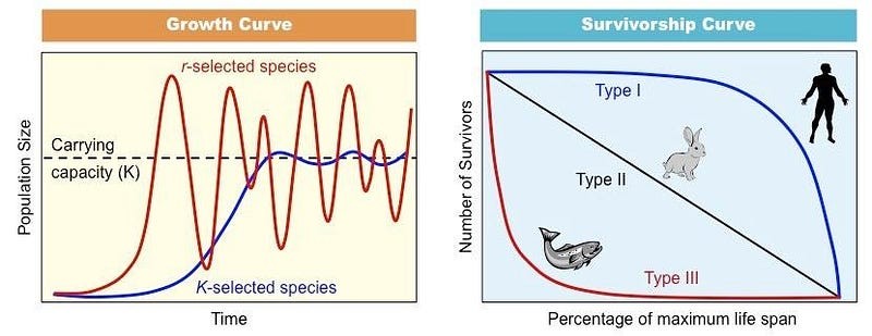 <p>few but larger offspring, cared for by parents, significant energy, most survive, many survivors, long lifespan</p>