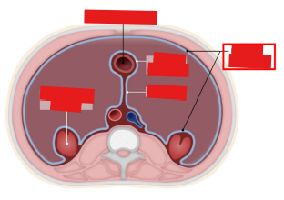 <p>Q: The outer layer of the peritoneum that lines the abdominal and pelvic cavities is the ……. </p><p>A. Visceral peritoneum </p><p>B. Endosteum </p><p>C. Periosteum </p><p>D. Parietal peritoneum</p>