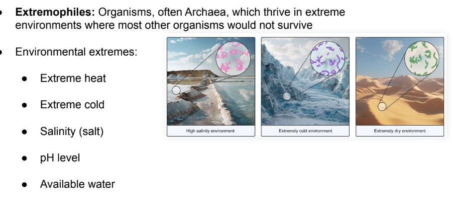 <ul><li><p><strong>Extremophiles</strong>: Organisms, often <strong>Archaea</strong>, which thrive in extreme environments where most other organisms would not survive</p></li></ul><p></p><p>Environmental extremes:</p><ul><li><p><strong>Extreme heat</strong></p></li><li><p><strong>Extreme cold</strong></p></li><li><p><strong>Salinity (salt)</strong></p></li><li><p><strong>pH level</strong></p></li><li><p><strong>Available wate</strong>r</p></li></ul><p></p>