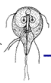 <p>What protozoa is this?</p>