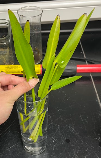 <ul><li><p>leaf is the main ID feature</p></li><li><p>fan-shaped appearance</p></li></ul><p></p>