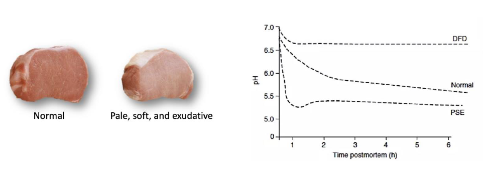 <p>High temps and low pH</p><p>Causes denaturation of myofibrillar proteins</p><p>Cause denaturing of myoglobin</p><p>Decrease redness of meat</p>