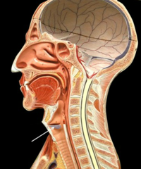 <p>The space located on either side of the larynx between the false vocal fold above and the true vocal fold below</p>