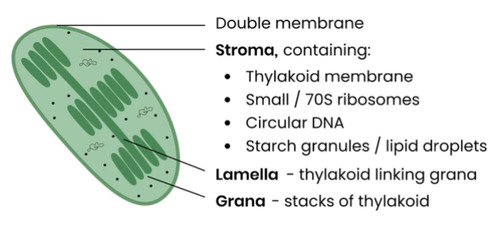 <p>● Double membrane and disk shaped<br>● Thylakoids- folded membranes embedded with pigment/chlorophyll<br>● Thylakoids (singular pancake) Grana (Stack of pancakes)<br>● Lamellae- flattened membranes which connect grana to transport chemicals<br>● Fluid-filled stroma with starch grains for energy storage</p>