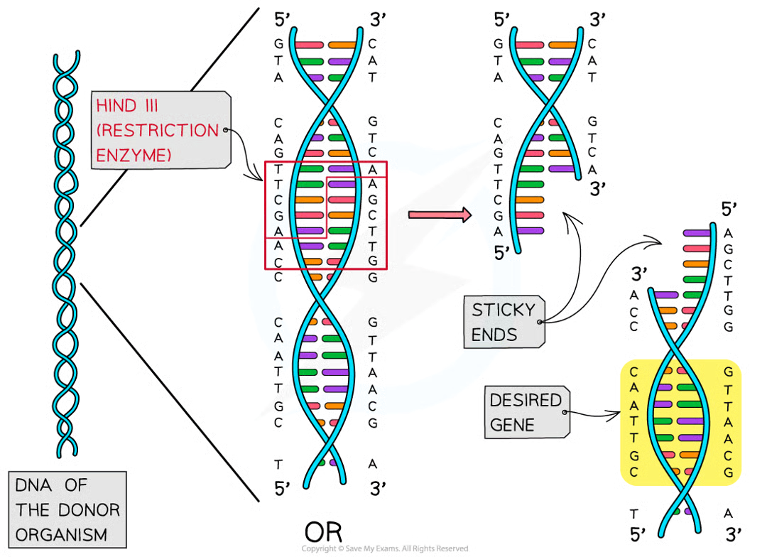<p>one strand of DNa fragment being longer than the other </p>