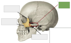<p>Zygomatic bone: this is the</p>
