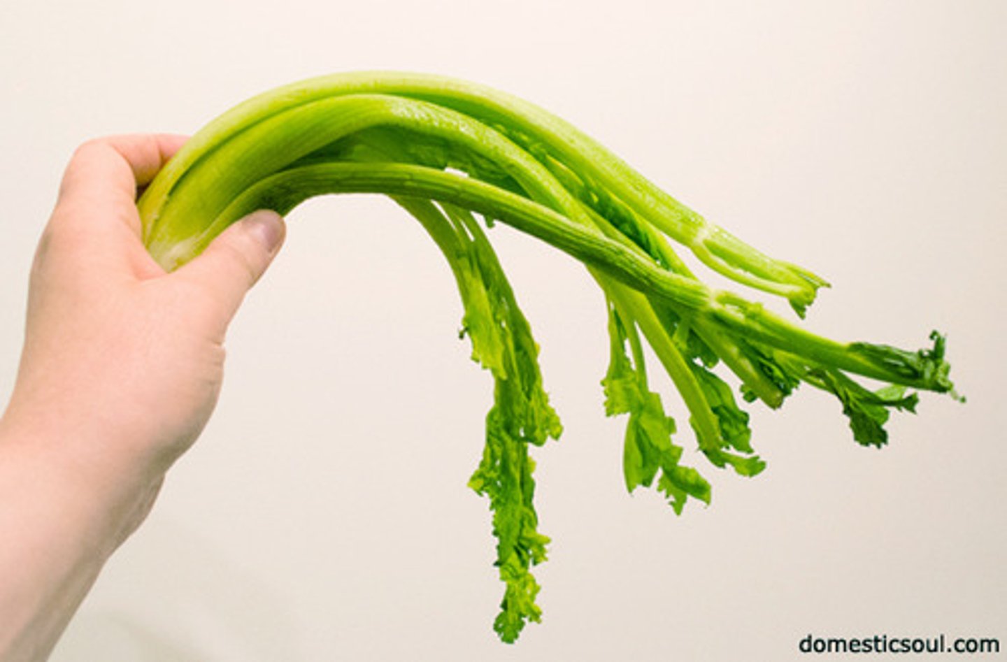 <p>A state where cells lack turgor pressure due to water loss, meaning they are soft, limp, and lacking firmness.</p>