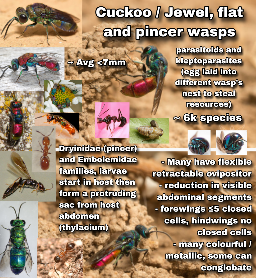 <p>Cuckoo / Jewel wasps (Aculeata)</p>