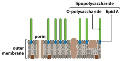 <ul><li><p>Binnenste laag: vooral fosfolipiden (normale membraanvetten)</p></li><li><p>Buitenste laag: vooral LPS (lipopolysaccharide)<br>Opbouw:</p><ul><li><p><strong>Lipid A</strong>: het “anker” in het membraan (dit deel is toxisch en heet endotoxine)</p></li><li><p><strong>Core polysaccharide</strong></p></li><li><p><strong>O-polysaccharide (O-antigen)</strong>: steekt naar buiten en varieert per bacteriestam (handig voor herkenning/serotypering)</p></li></ul></li></ul><p></p>