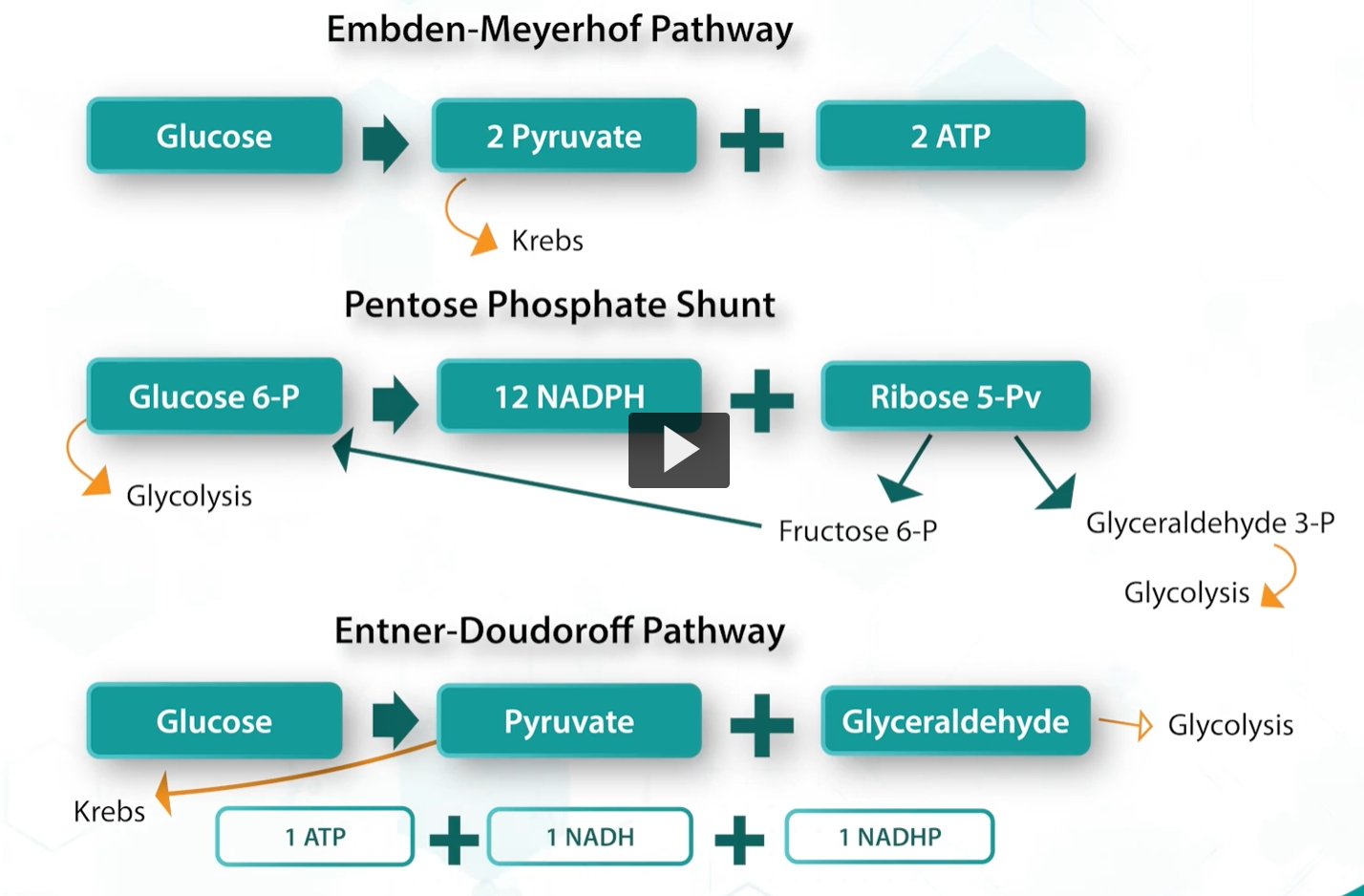 <p>the main pathway for <strong>glucose metabolism </strong>is <strong>glycolysis </strong>or the <strong>embden-meyerhof cycle, </strong>in which <strong>glucose </strong>is metabolized to 2 pyruvate molecules and ATP. </p><p>This is followed by the Kreb’s Cycle, which is called the tricarboxylic acid cycle (TCA). </p><p>Kreb’s produces energy by <strong>substrate level phosphorylation</strong>, and also, NADH, and FADH, that are converted into energy by the <strong>electron transport chain</strong>. </p><p></p><p>embden-meyerhof pathway</p><p>pentose-phosphate shunt</p><p>entner-doudoff pathway</p>
