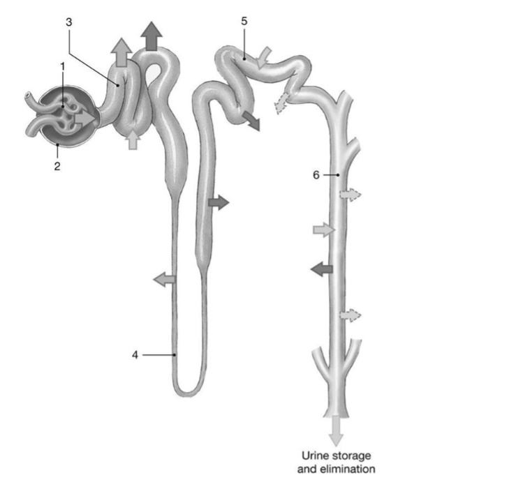 <p>which area(s) allow variable water reabsorption and is/are sensitive to the hormone ADH?</p>