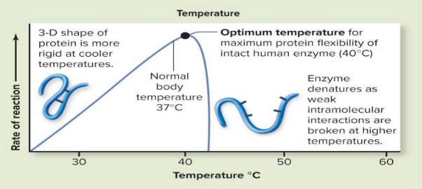 <ul><li><p>3-dimensional shape of enzymes dependent on temp</p></li><li><p>human enzymes function best at optimal temp (usually 40C, 104F)</p></li><li><p>moderate fever</p><ul><li><p>results in more efficient enzyme activity</p></li></ul></li><li><p>severse increase in temp</p><ul><li><p>cause protein denaturation w loss of function</p></li></ul></li></ul><p></p>