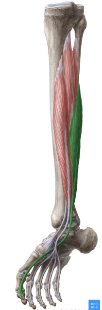 <p>-o: Inf 2/3 of fibula, interosseous membrane</p><p>-i: Distal phalanx of hallux (plantar)</p><p>-act: Plantarflexion, flexion PIP?</p><p>-in: Tibial n</p><p>-blood:</p><p>-type: bipennate</p>