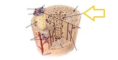<p>supporting bundles of bony fibers in cancellous (spongy) bone</p>