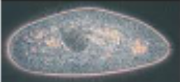<p>Allows examination of living organisms and internal cell structures</p><p>brings together two sets of light rays, direct reflected rays, and diffracted rays to form an image</p><p>Shows differentiation of internal structures and clearly shows the pellicle</p>