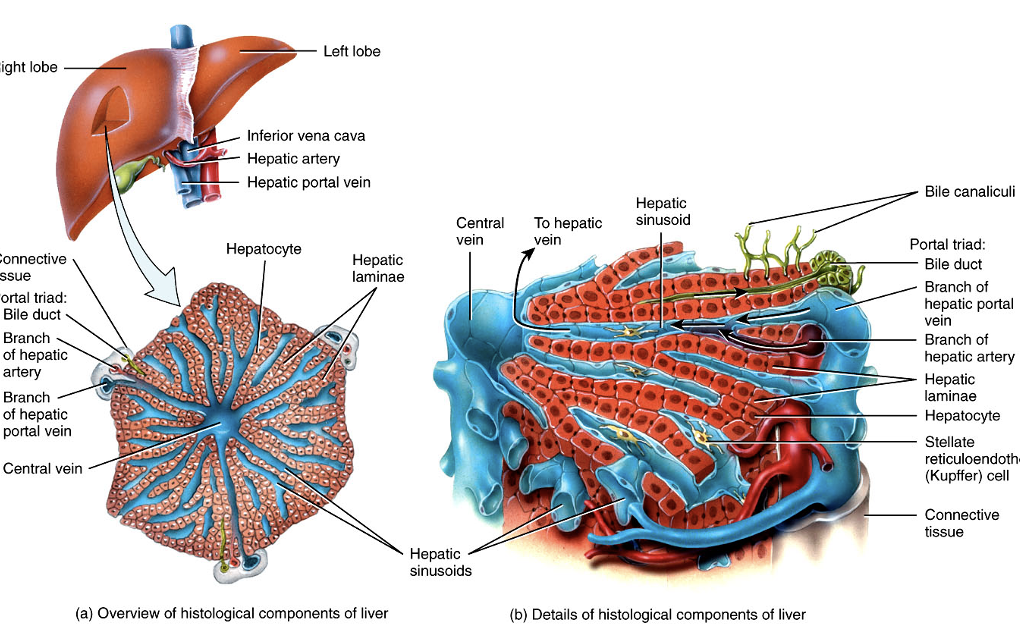 <ul><li><p>hepatocytes</p></li><li><p>secrete bile and do a wide variety of metabolic, secretory, and endocrine functions</p></li></ul><p></p>