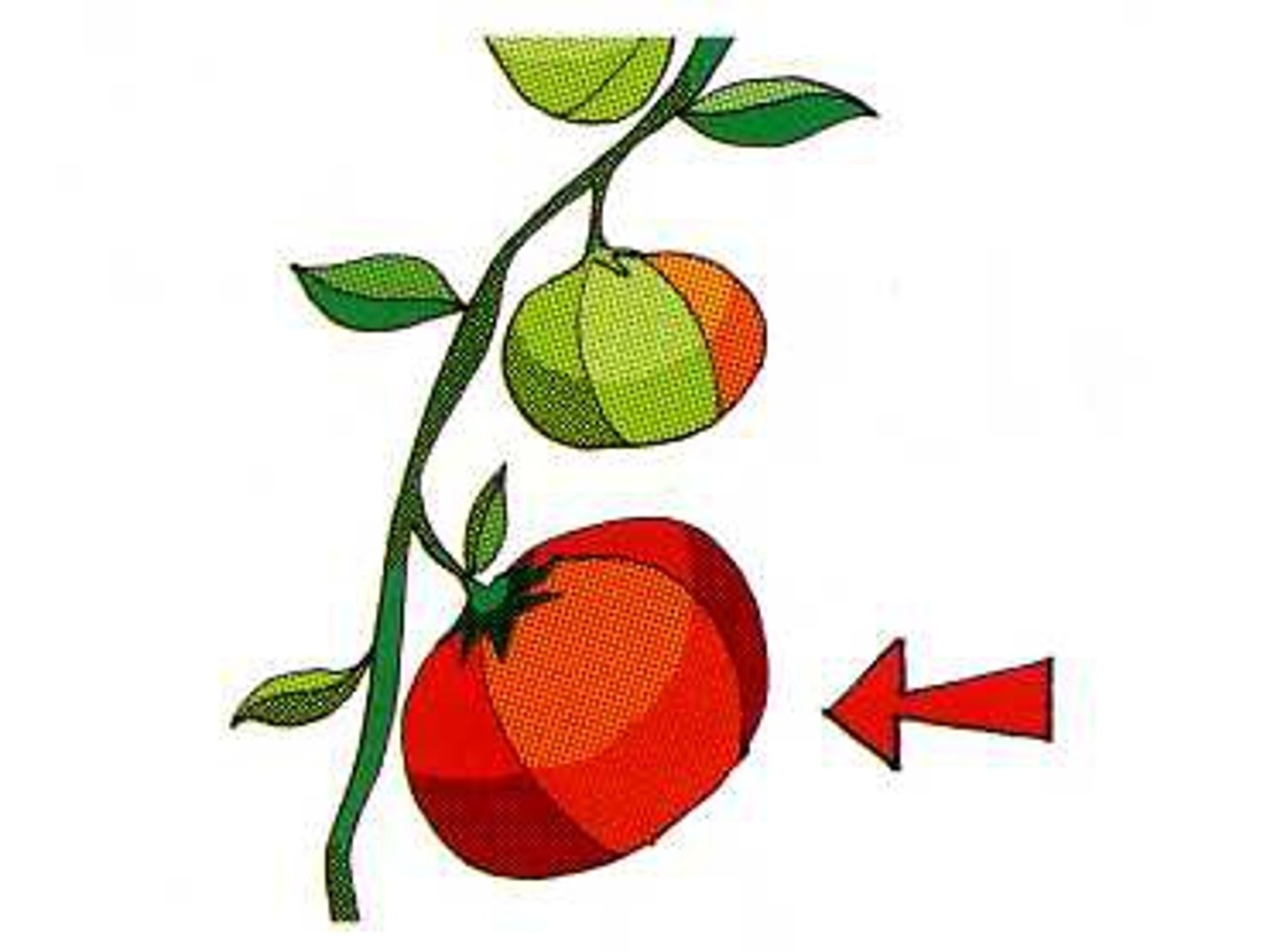 <p>(n): sự trưởng thành</p>