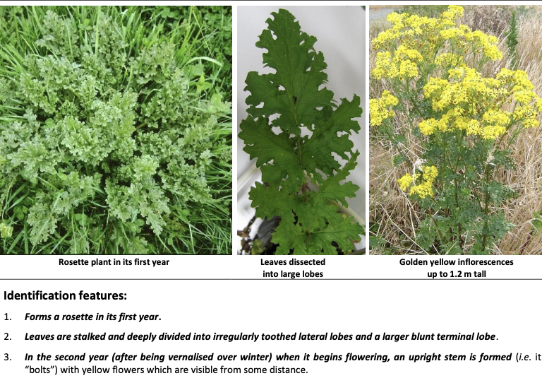 <p><strong>Plant family:</strong> Asteraceae<br><strong>Life cycle:</strong> Biennial (can behave as a short‑lived perennial)<br><strong>Key persistence / spread:</strong> Seed; regrowth from crown if damaged<br><strong>Farming systems:</strong> Dairy pasture (especially higher rainfall regions)</p><p><strong>How to identify </strong></p><p>Has a two‑stage life cycle, which is critical for identification.</p><p>In its first year, the plant forms a flat rosette at ground level. Leaves are deeply divided into irregular lobes, giving them a ragged appearance. The leaves are dull green on top, sometimes reddish underneath, and are carried on short stalks. At this stage ragwort is often overlooked or confused with other rosette weeds.</p><p>In the second year, the plant bolts, producing a tall upright flowering stem that can reach over 1 m. Leaves on the stem become smaller, more narrow, and less divided as you move upward.</p><p>The flowers are bright yellow daisy‑like heads, carried in clusters at the top of the plant and are very conspicuous in midsummer.</p><p>Is avoided by cattle but eaten by sheep, which is why it is most problematic in dairy systems. Cutting or grazing without killing the crown can stimulate regrowth.</p><p>Often confused with:</p><ul><li><p>Dandelion (but dandelion has hollow flower stalks and flowers singly)</p></li><li><p>Other Asteraceae rosettes, but the deep ragged leaf lobes are distinctive</p></li></ul><p></p>
