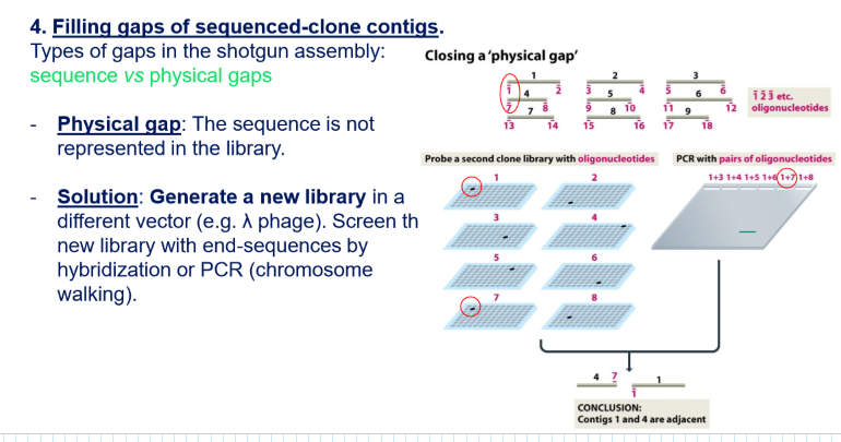 <p>You have a physical gap: you have to start over since the cloning with plasmids → you do a new library with another vector (normally a lambda phage vector) and use again the insert primers to try to find the sequence</p>
