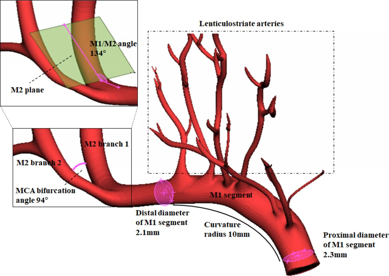 <p><span>supply the <strong>Basal ganglia</strong>: groups of <strong>neurons </strong>that influence <strong>initiation of movement</strong> as well as controlling movement through multiple pathways utilizing</span><br><span>several<strong> neurotransmitters</strong></span></p>