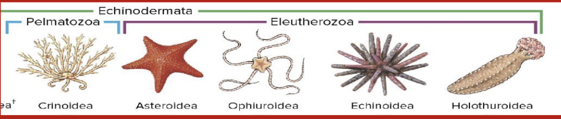 <p>Crinoidea, asteroidea, ophiuroidea, echinoidea, holothuroidea</p>