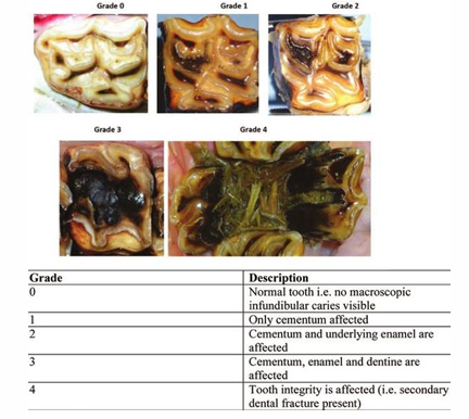 <ul><li><p>Developmental predisposition</p><ul><li><p>Cemental hypoplasia</p></li><li><p>Food accumulates in infundibulum</p></li><li><p>Fermentation → decay </p></li><li><p>Young horses may have small central opening = site of former infundibular central artery</p></li></ul></li></ul><p><em>(progressive & irreversible)</em></p><p></p>