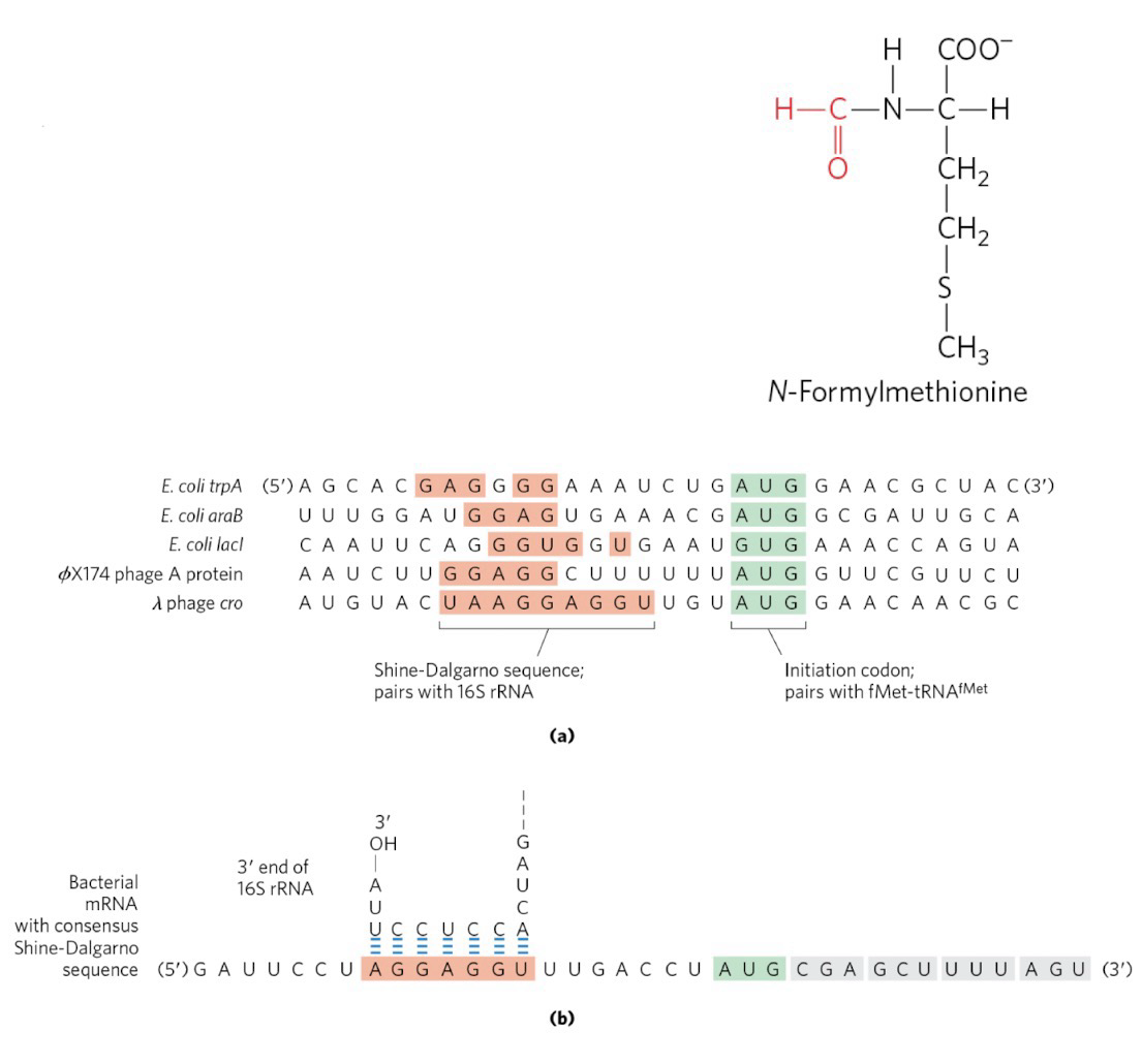<p><strong>Shine-Dalgarno Sequence:</strong> An mRNA sequence where ribosomes bind; 8-13 nt purine-rich element in mRNA; complementary to a sequence in the 16s rRNA</p><p>mRNA Shine-Dalgarno sequence pairs to 16S RNA in the 30S ribosomal subunit; Positions start codon in the ribosomal P-site</p><p><strong>Start codon</strong> is AUG encoding <strong>N-formylmethionine (fMet)</strong>; Doesn’t matter what AA is after; fMet-tRNA<sup>fMet</sup> inserts fMet at amino-terminal; Met-tRNA<sup>Met</sup> inserts M in internal AUGs</p>