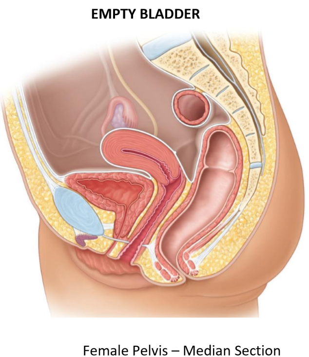 <ul><li><p>Lies <strong>within</strong> pelvis, <em>posterior</em> to <strong>pubis</strong></p></li><li><p>Internal surface with <strong>prominent rugae</strong> (folded mucosa)</p></li><li><p>Muscular wall <strong>contracted</strong></p></li></ul><p></p>