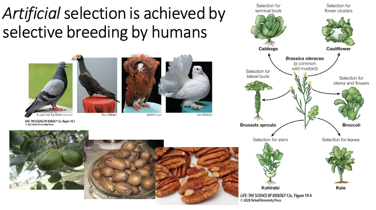 <ul><li><p>When certain traits are selected for by humans</p></li></ul><p></p>